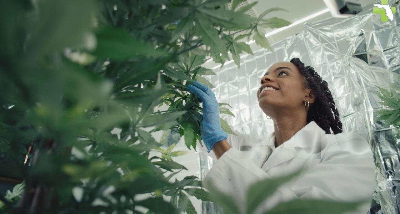 How to Choose the Right Medical Marijuana Doctor in Sarasota
